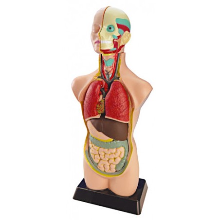 5592-JUEGO ANATOMIA HUMANA 11 PIEZAS 50 CM MINILAND 99020
