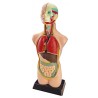 5592-JUEGO ANATOMIA HUMANA 11 PIEZAS 50 CM MINILAND 99020