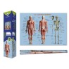 8667-Bismark Poster Cuerpo Humano 70 x 100 cm